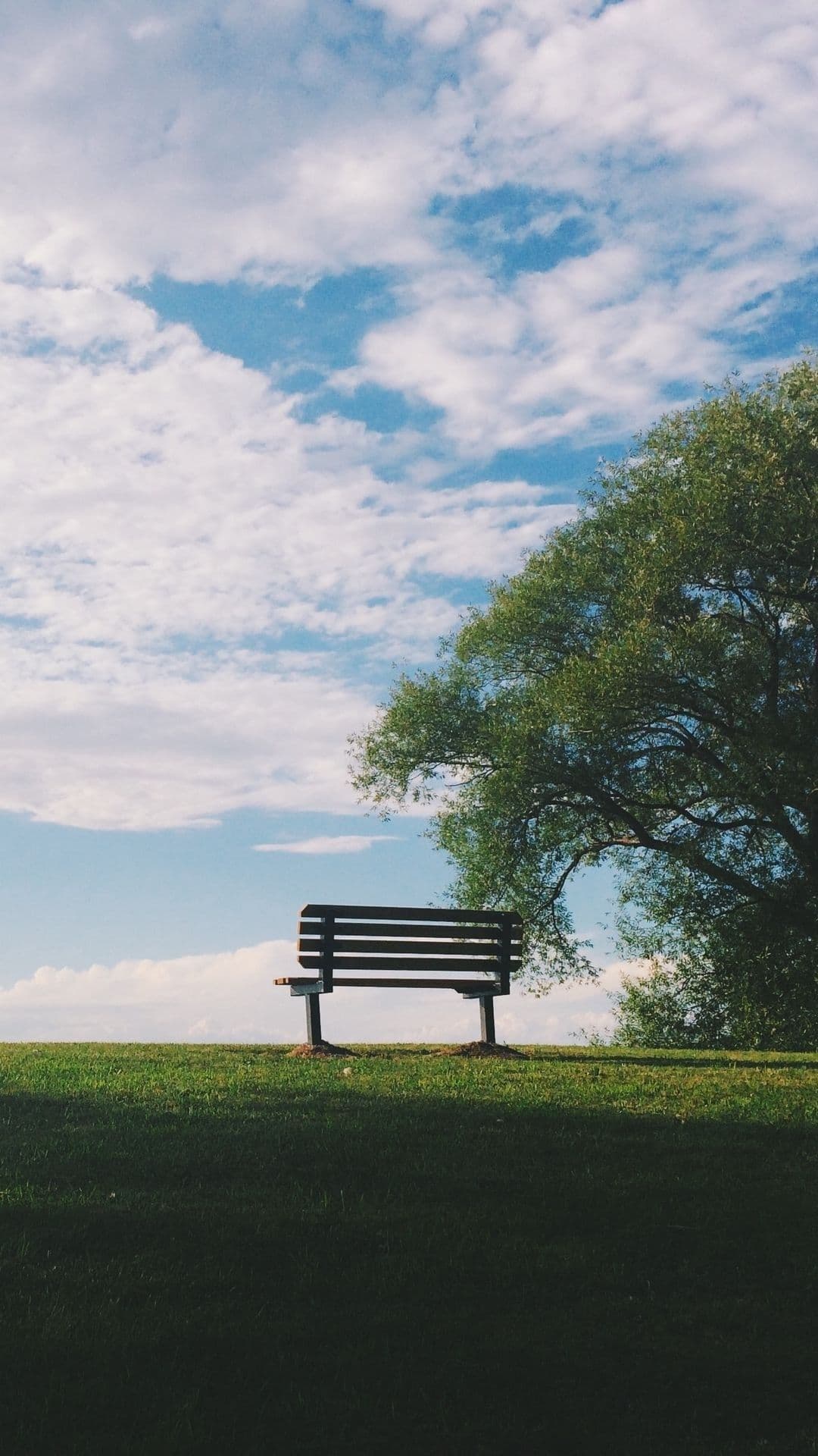 Un banc vide sous un arbre, face au ciel